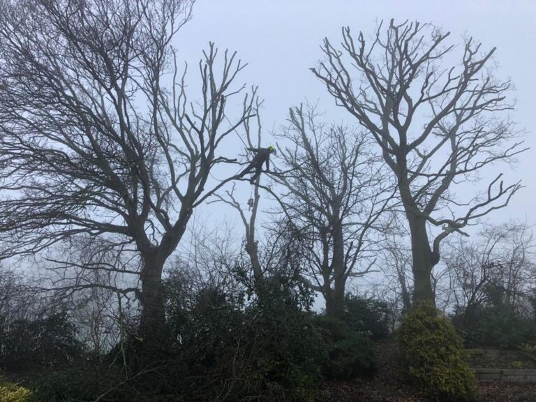 local tree surgery Chelmsford